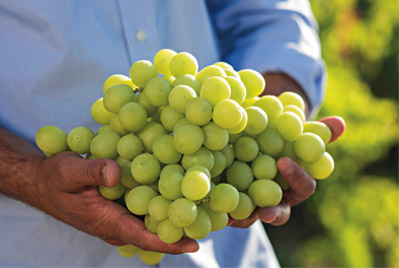 Holding Green Grapes