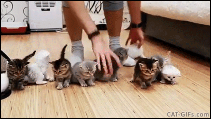 A person knelt down attempting to gather eleven kittens under it's feet as the kittens continuously break free and crawl away from the group.